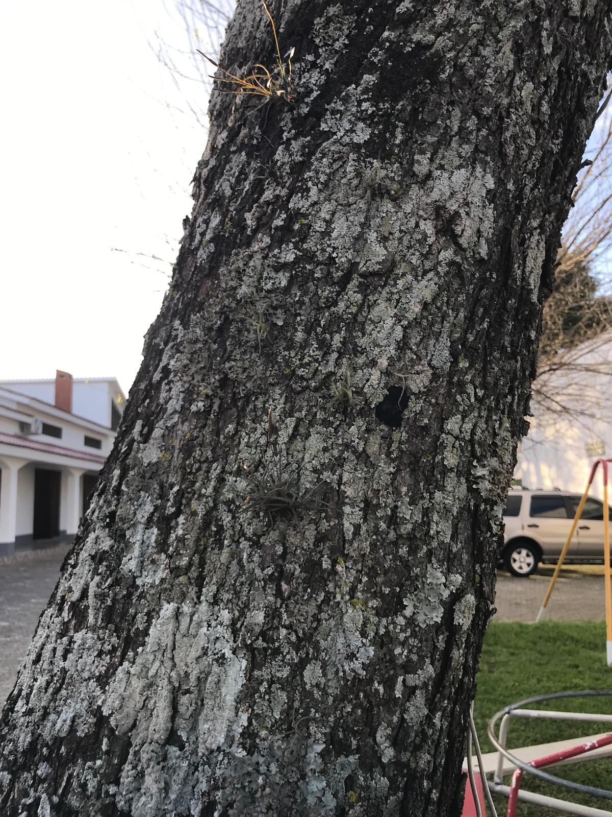 Detalle de la corteza del angico con líquenes en Artigas