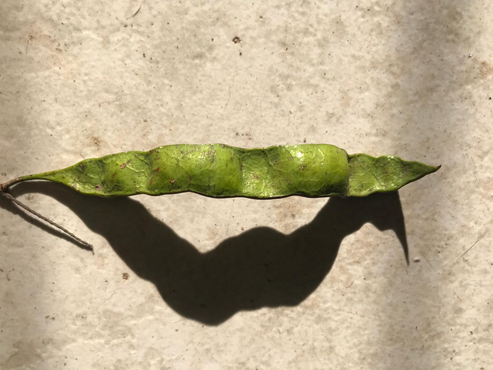 Fruto en forma de vaina de un angico fotografiado en Artigas