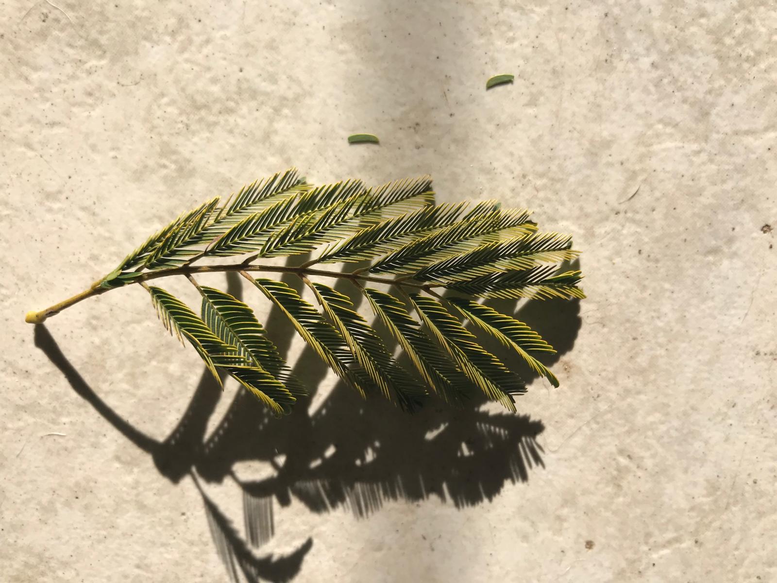 Hoja compuesta de angico fotografiada en Artigas