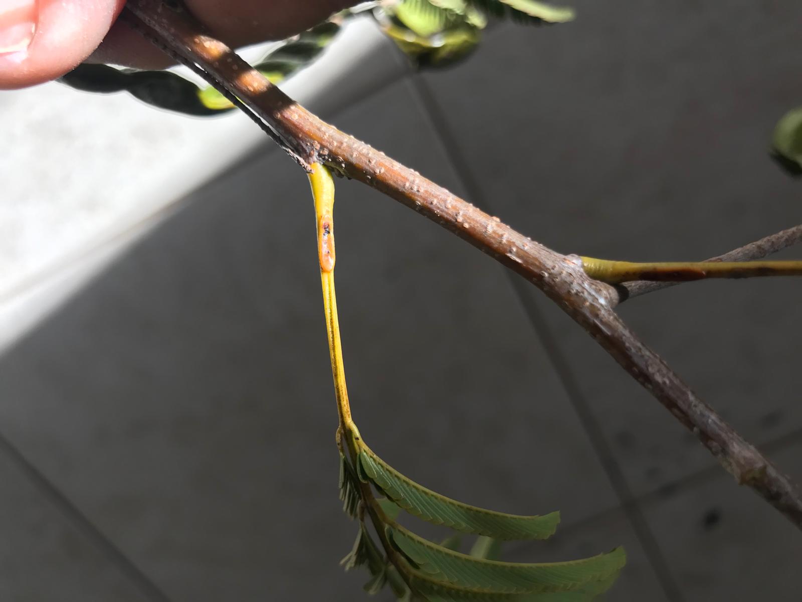 Detalle del peciolo donde se ve la glándula