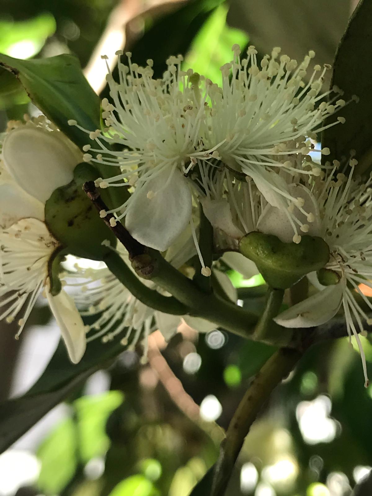 Flor blanca de arazá con numerosos estambres