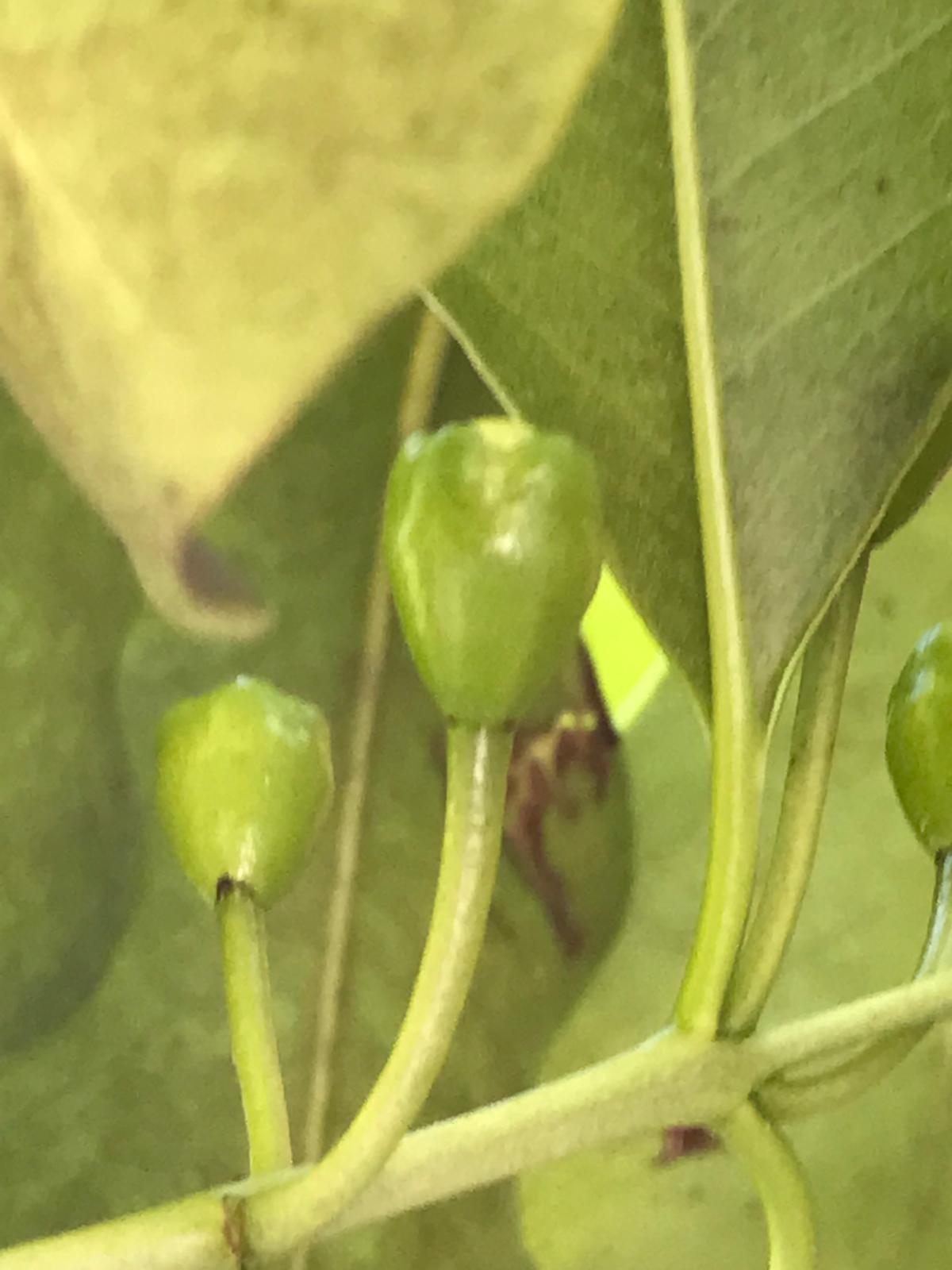 Frutos verdes pequeños de arazá junto a una hoja