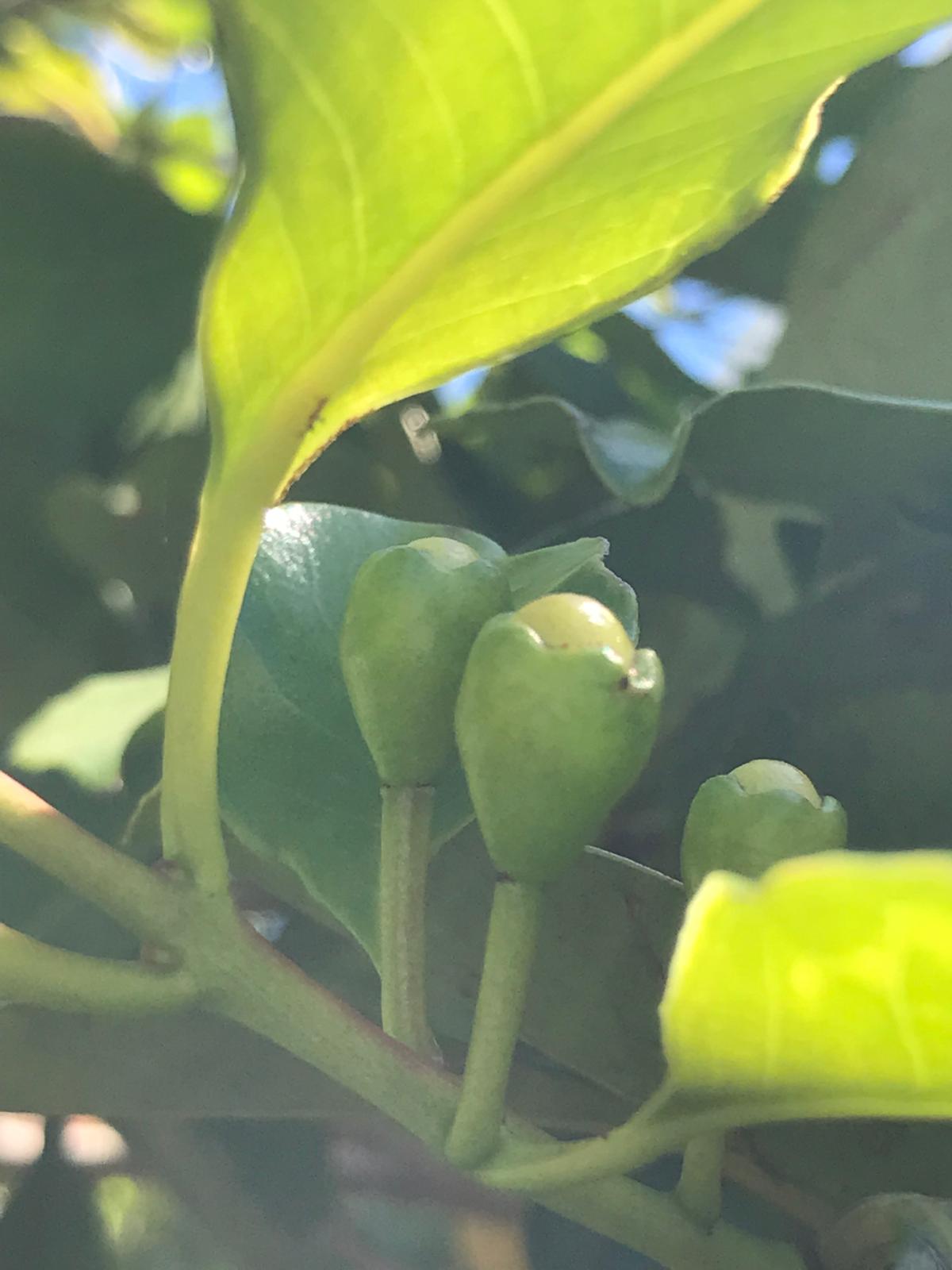 Frutos verdes pequeños de arazá entre hojas