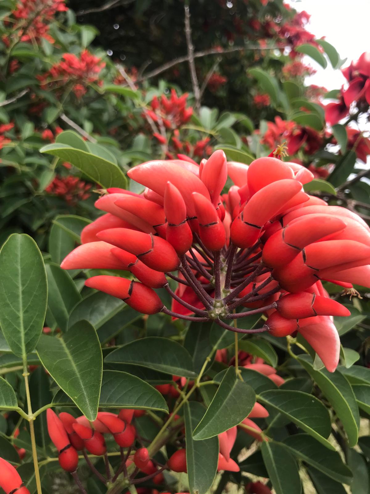 Racimo de botones florales rojos de ceibo entre hojas verdes