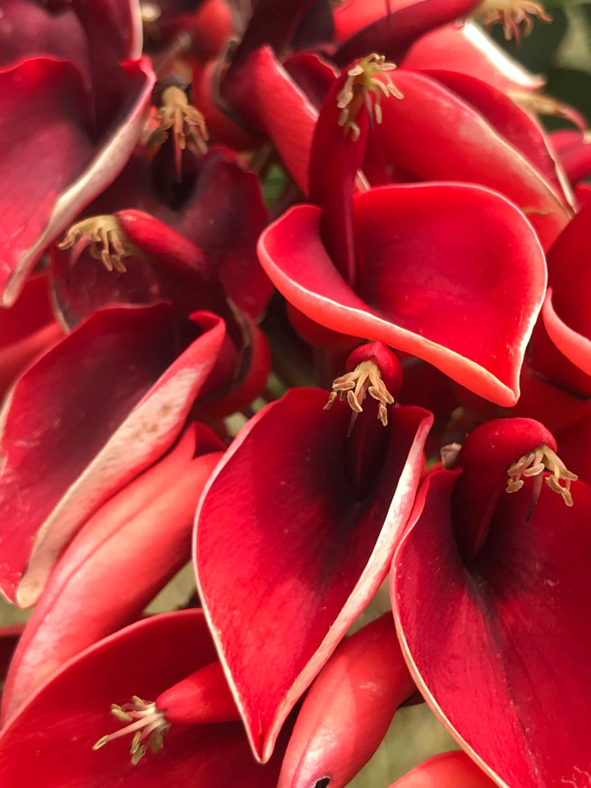 Primer plano de flores rojas de ceibo abiertas con sus estambres visibles