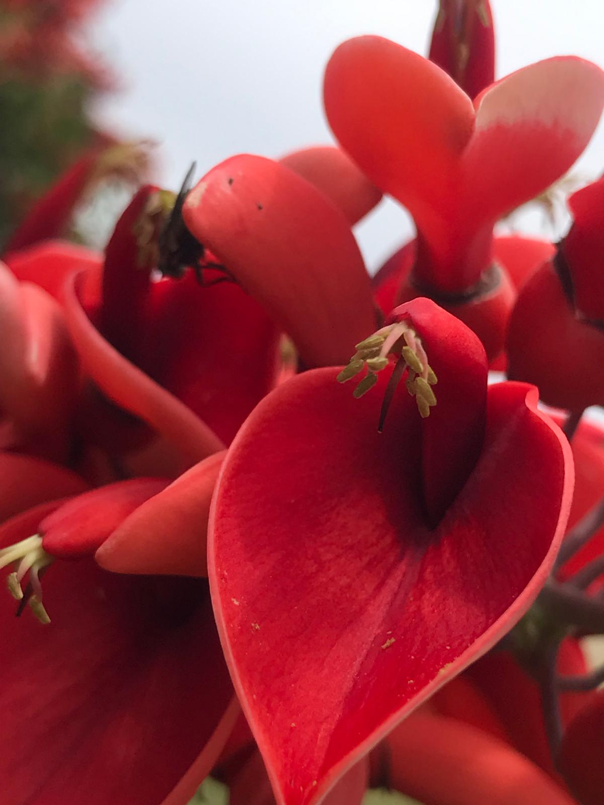 Flor roja de ceibo con un insecto posado entre los pétalos