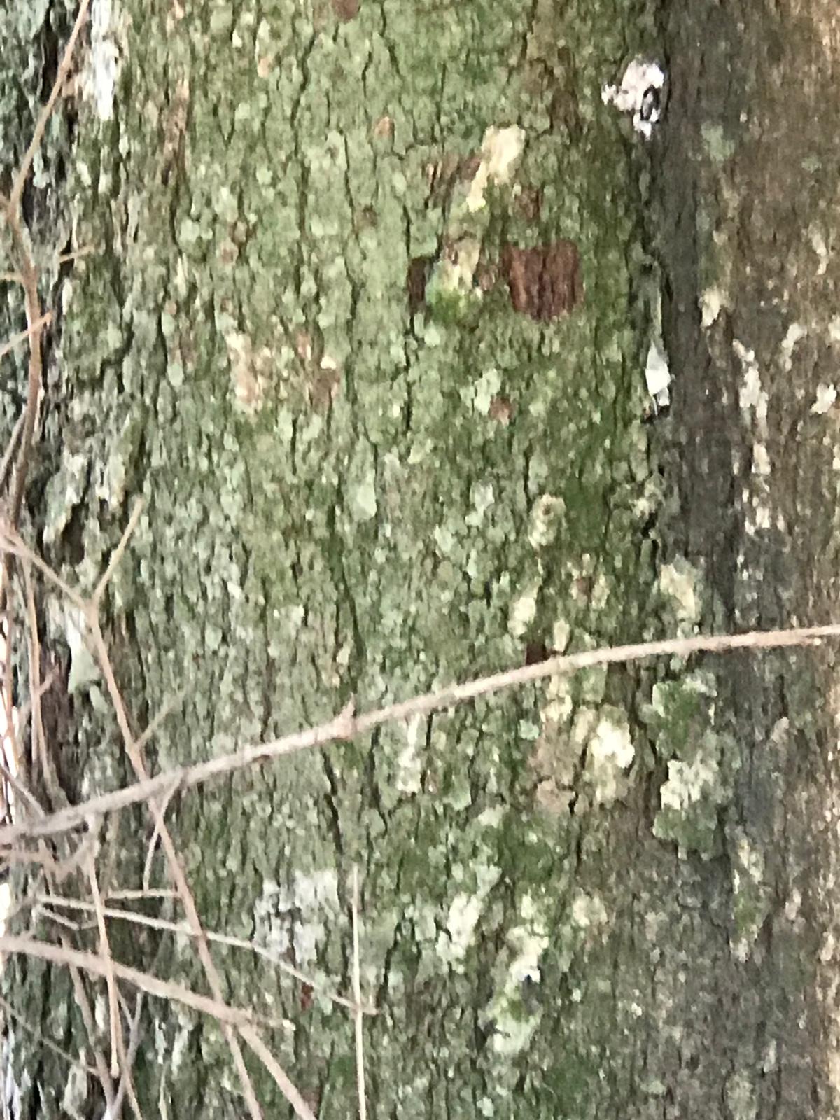 Detalle de corteza agrietada y líquenes de un guayubira en Artigas