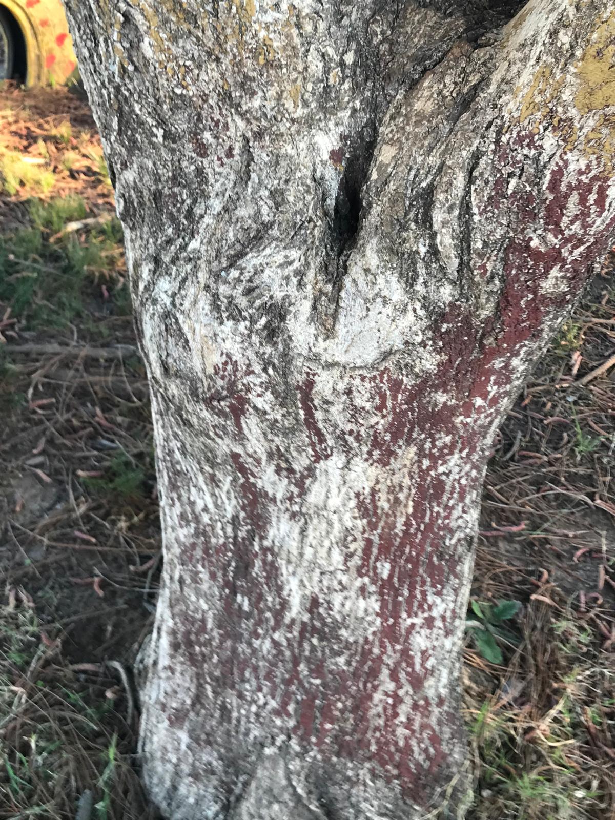 Tronco de guayubira con corteza de tonos grises y rojizos en Artigas