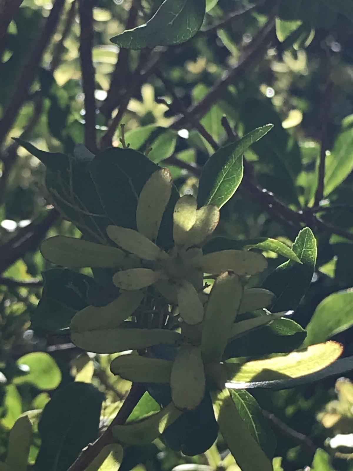 Flores claras de guayubira entre el follaje, fotografiadas en Artigas