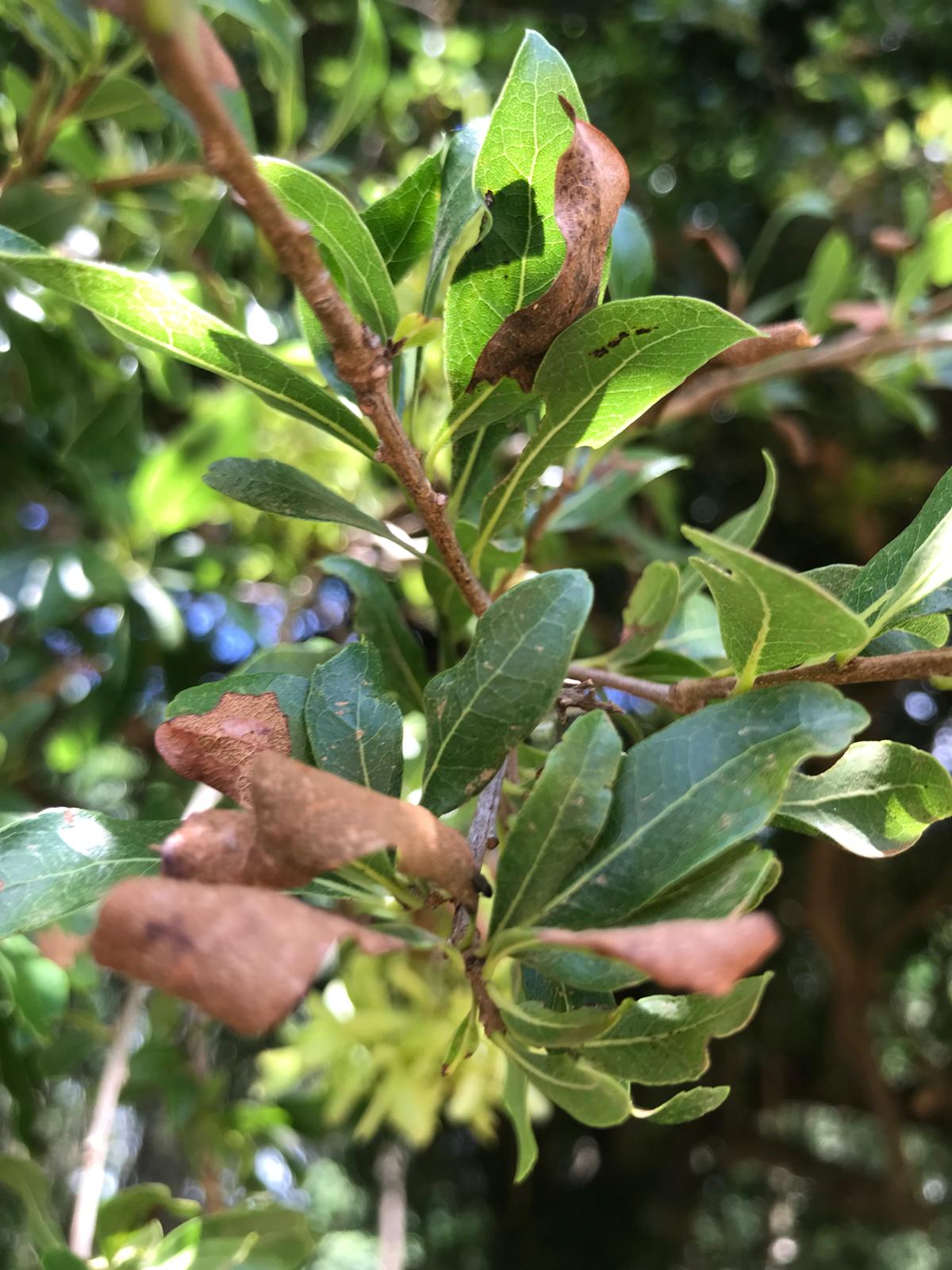 Hojas y flores de guayubira en Artigas