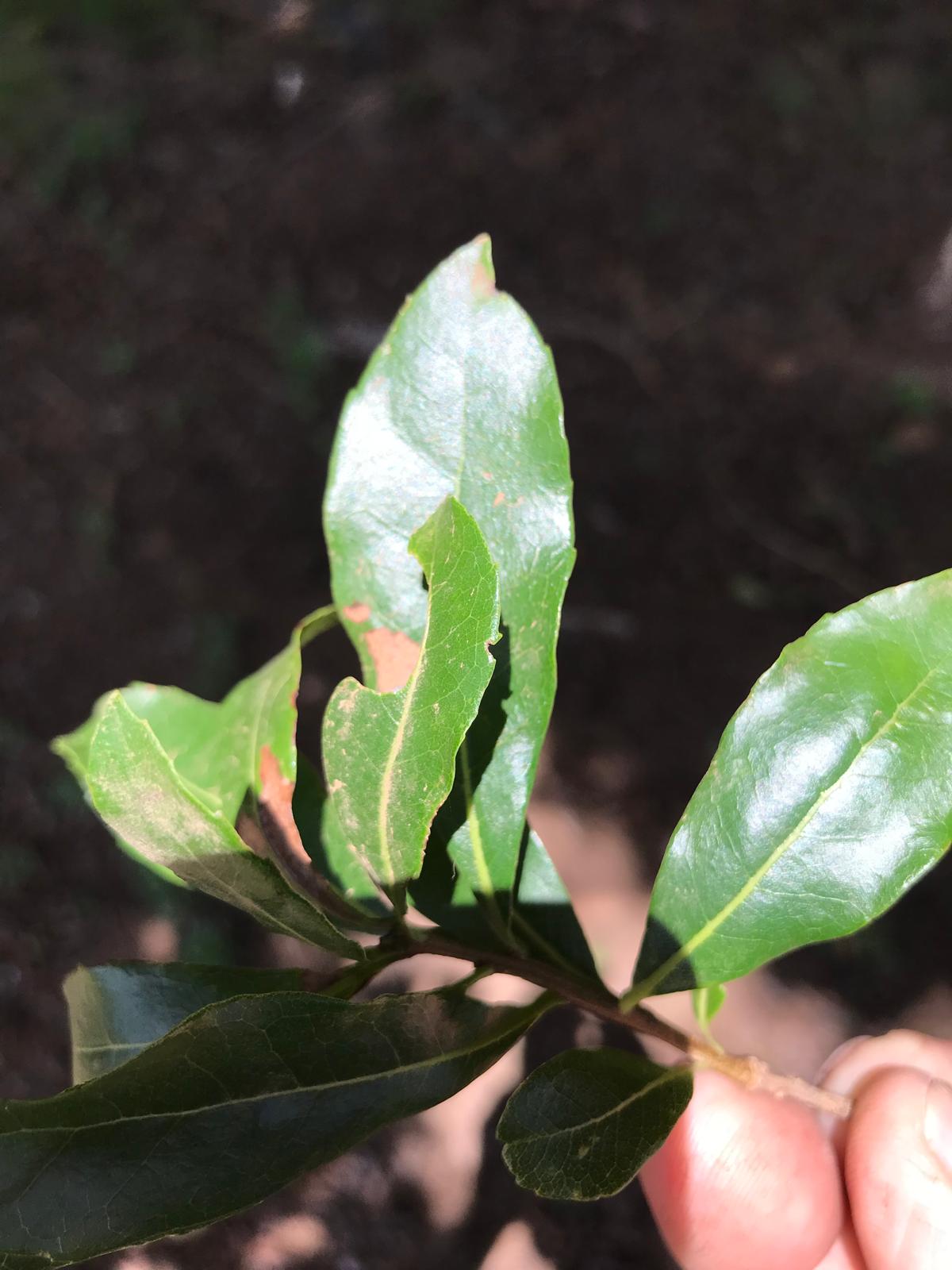 Detalle de hojas de guayubira sostenidas junto a la cámara en Artigas
