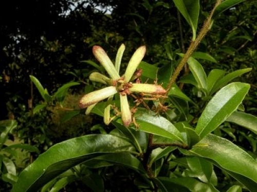 Rama de guayubira con hojas y una flor clara