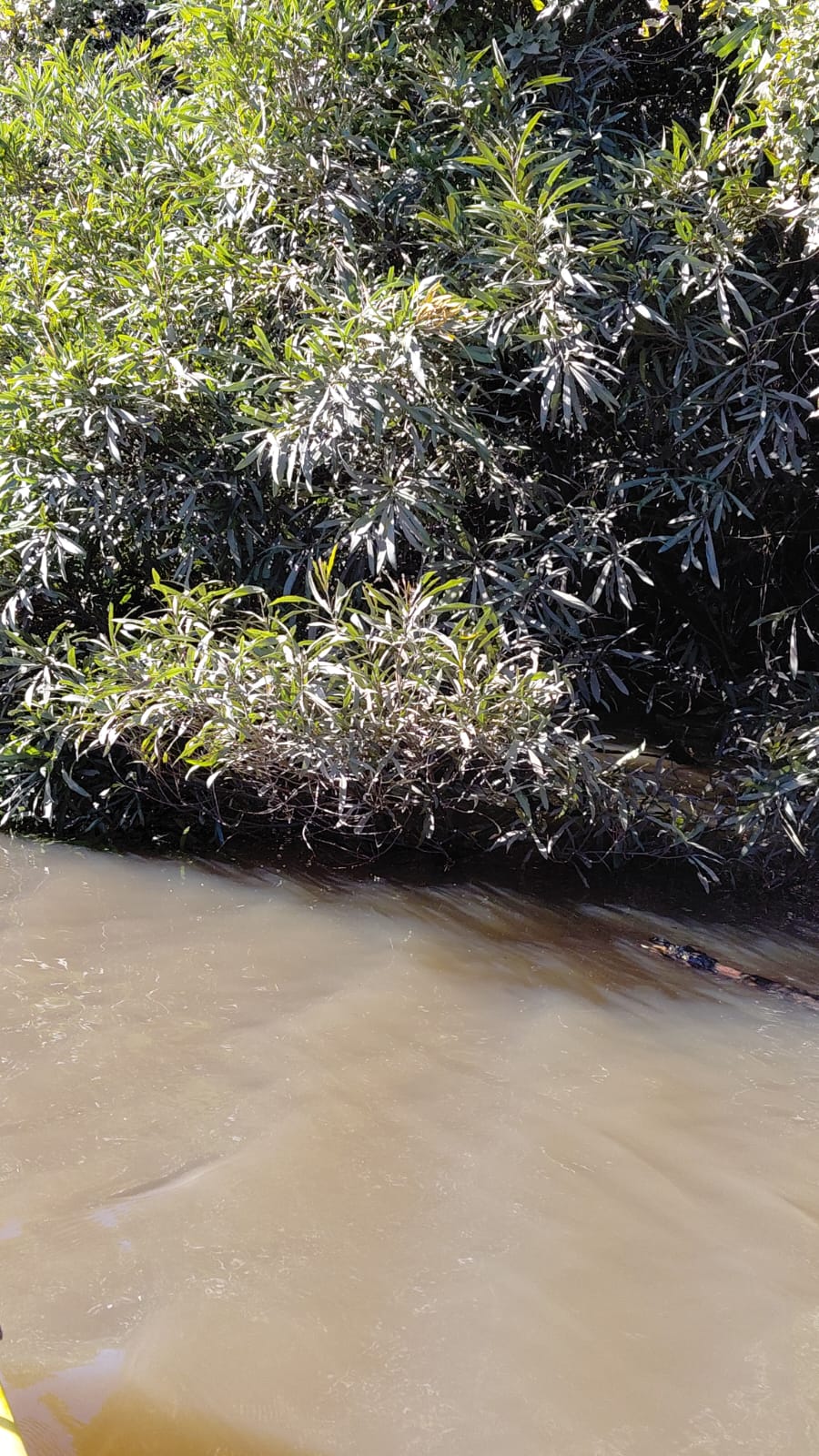 Vegetación densa junto al agua